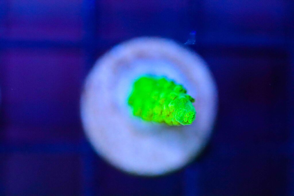 Frag Box Corals