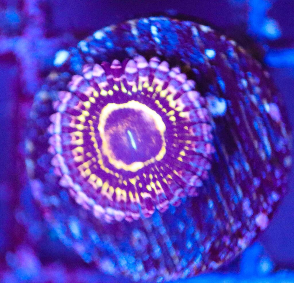 Frag Box Corals