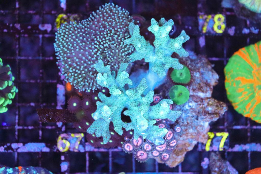 Frag Box Corals