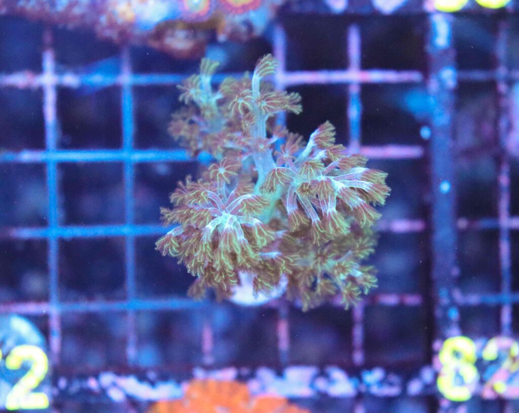 Frag Box Corals