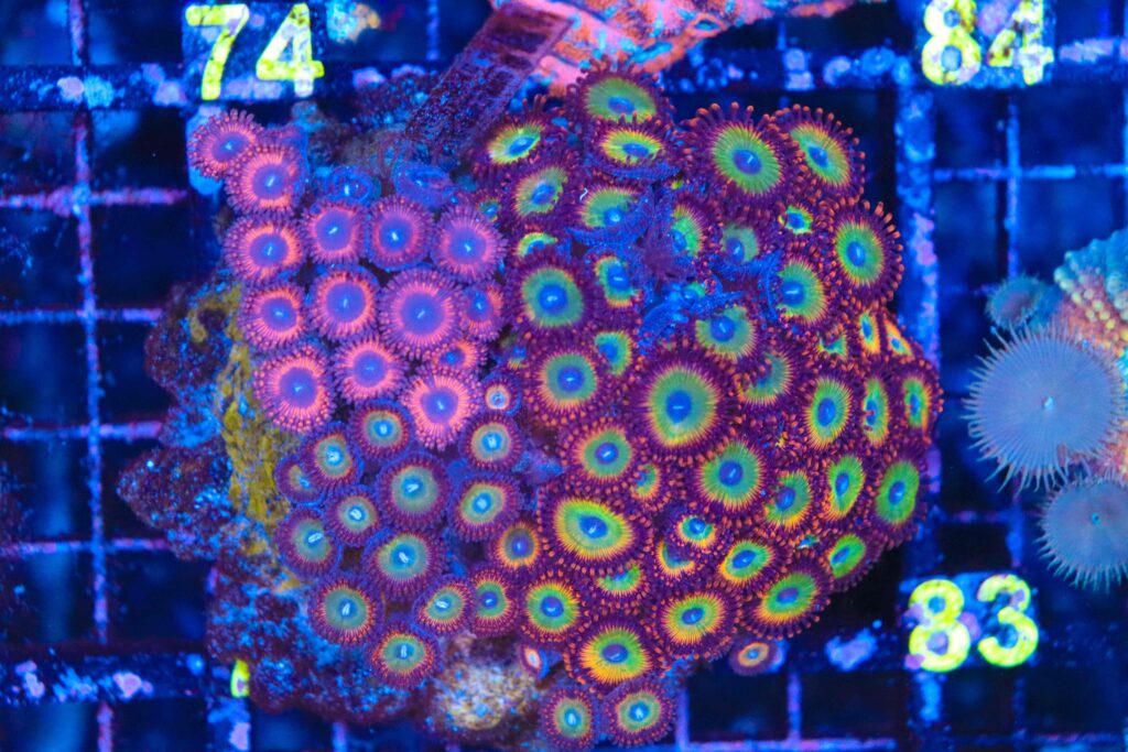 Frag Box Corals