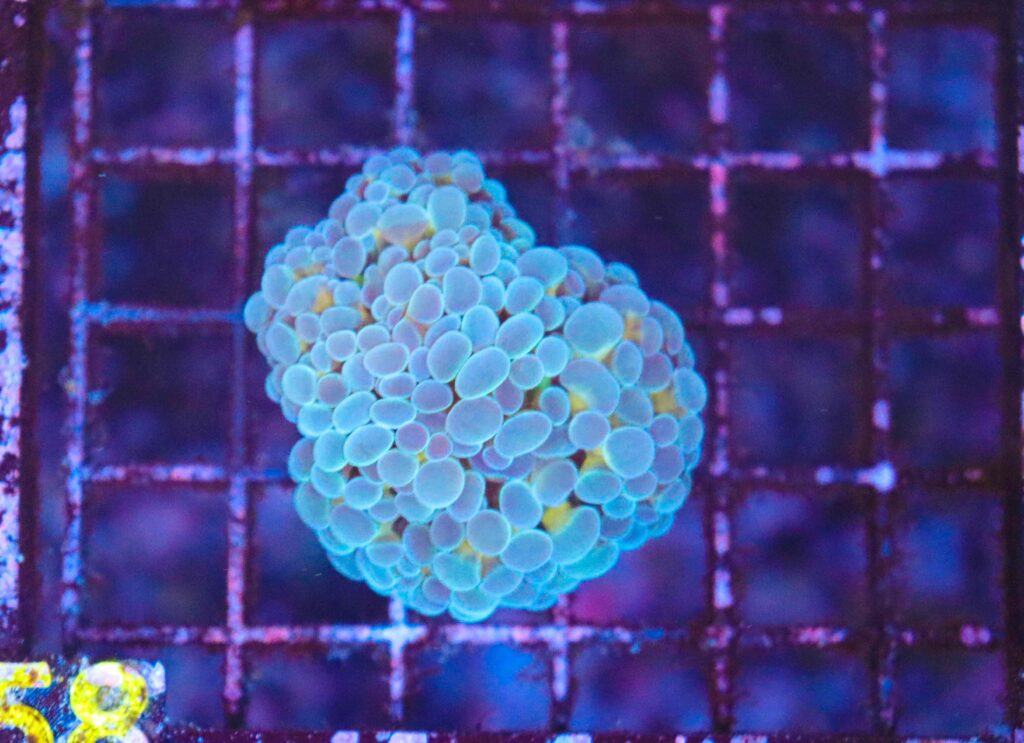 Frag Box Corals