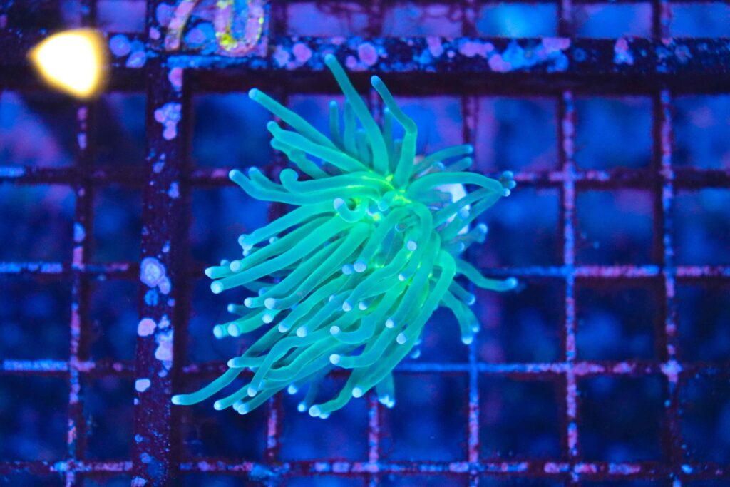Frag Box Corals