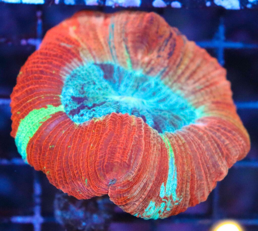 Frag Box Corals
