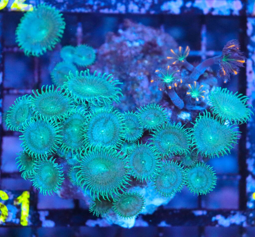 Frag Box Corals