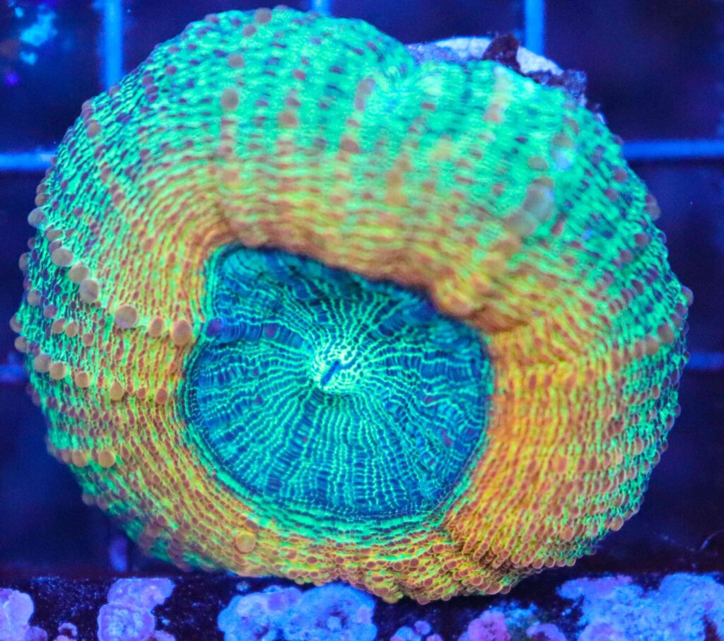 Frag Box Corals