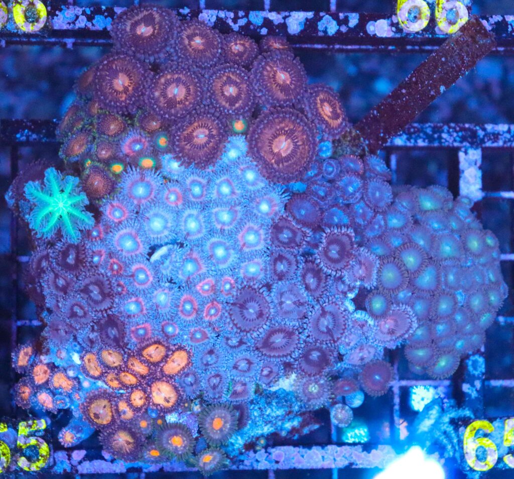 Frag Box Corals