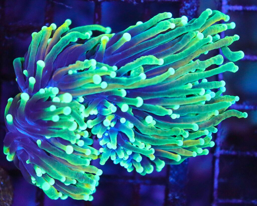 Frag Box Corals