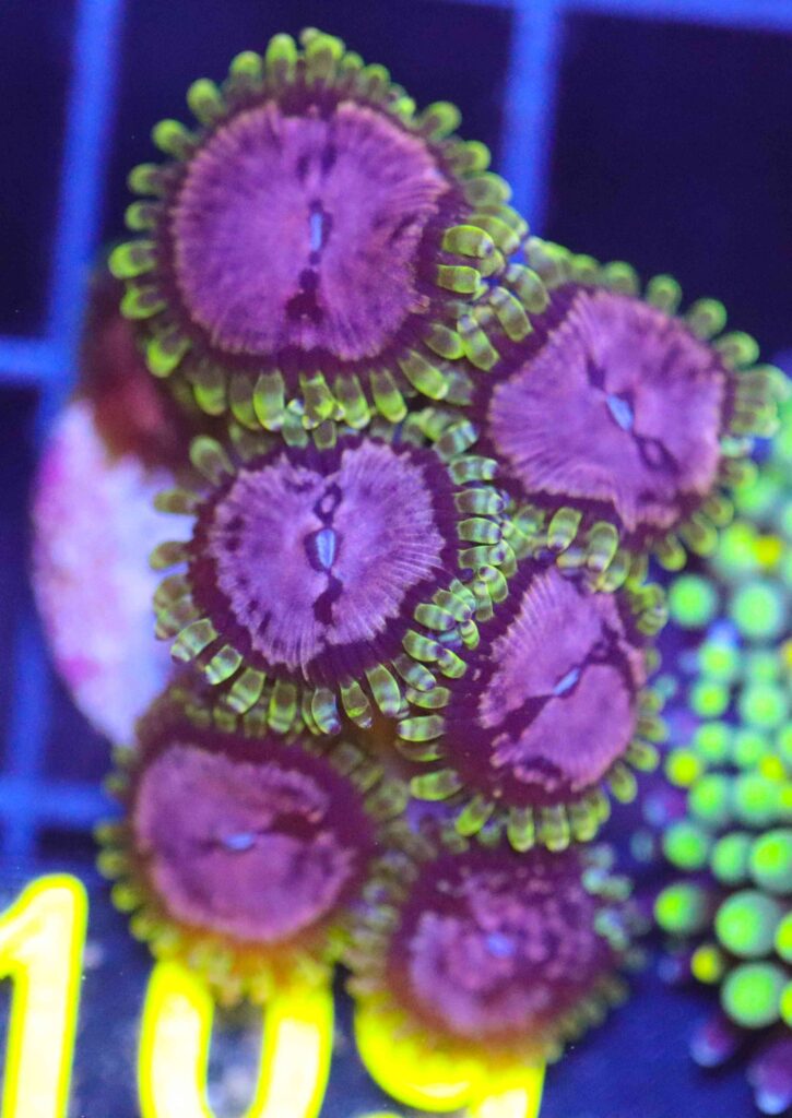 Frag Box Corals