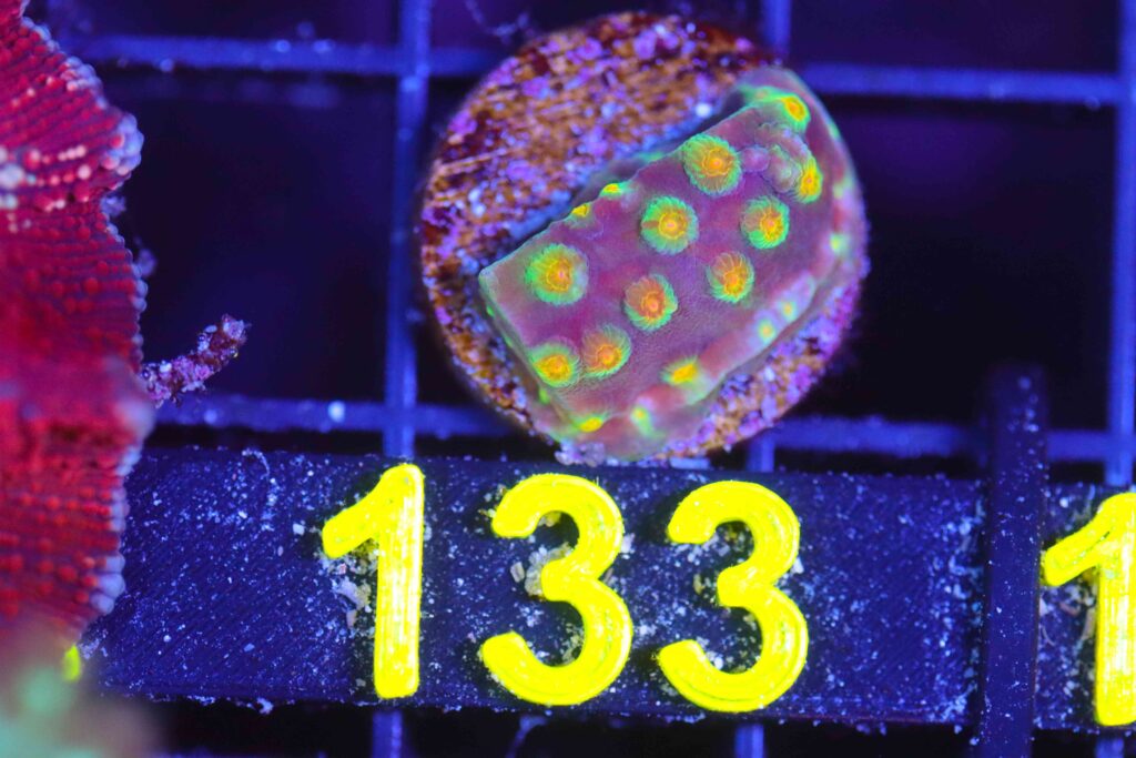 Frag Box Corals