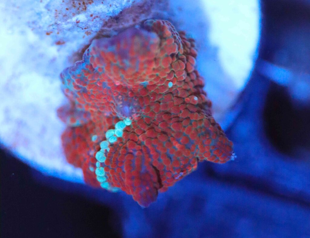 Frag Box Corals