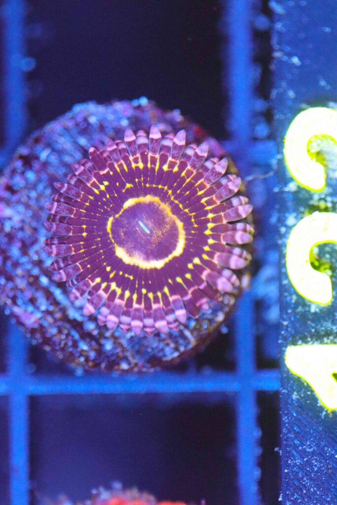 Frag Box Corals