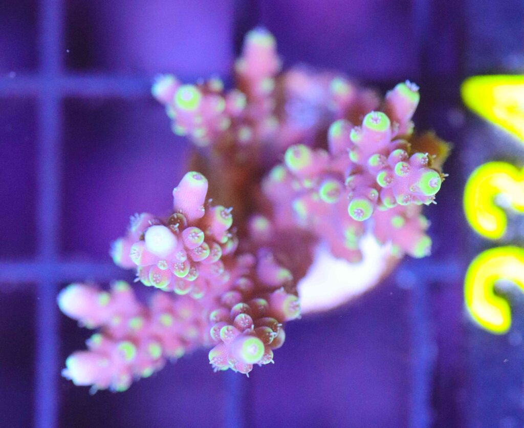 Frag Box Corals