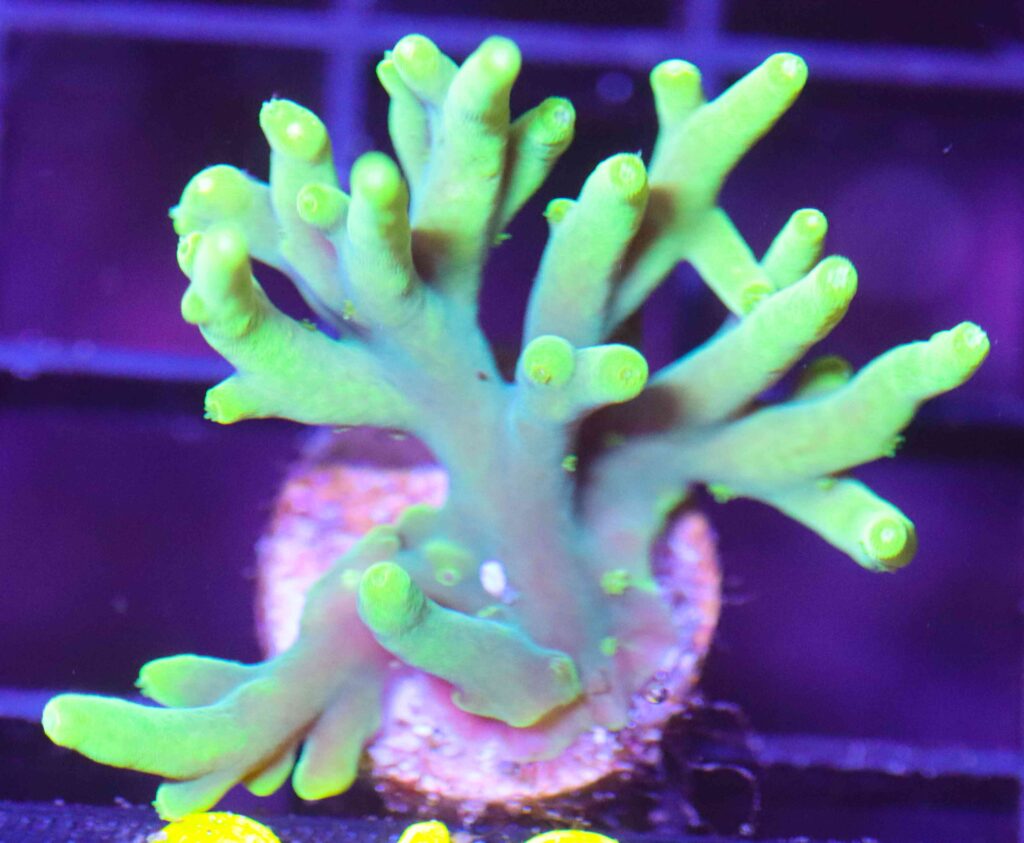 Frag Box Corals