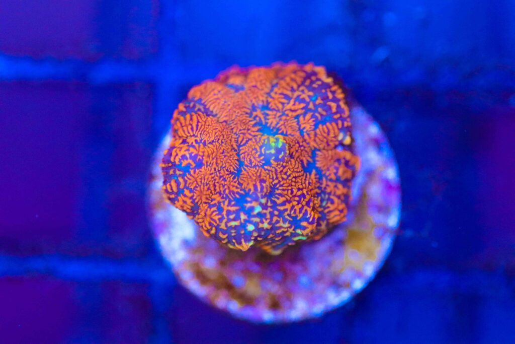 Frag Box Corals