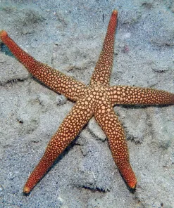 Magnificent Mesh Starfish