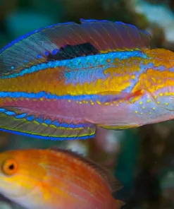 Pintail Fairy Wrasse Super Male