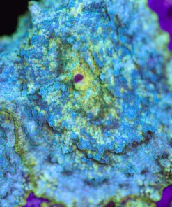 Space Cadet Mushroom !(C128) *Free shipping! Minimum 9 livestock spend*