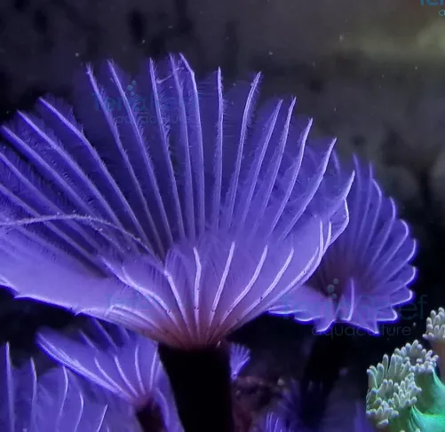 Frag Box Corals