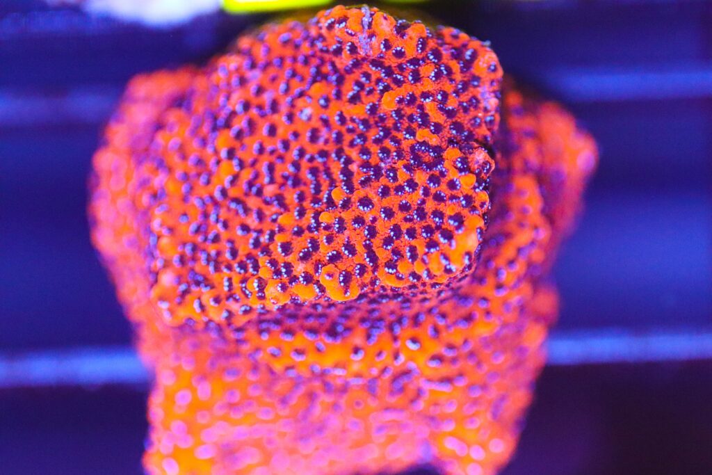 Frag Box Corals