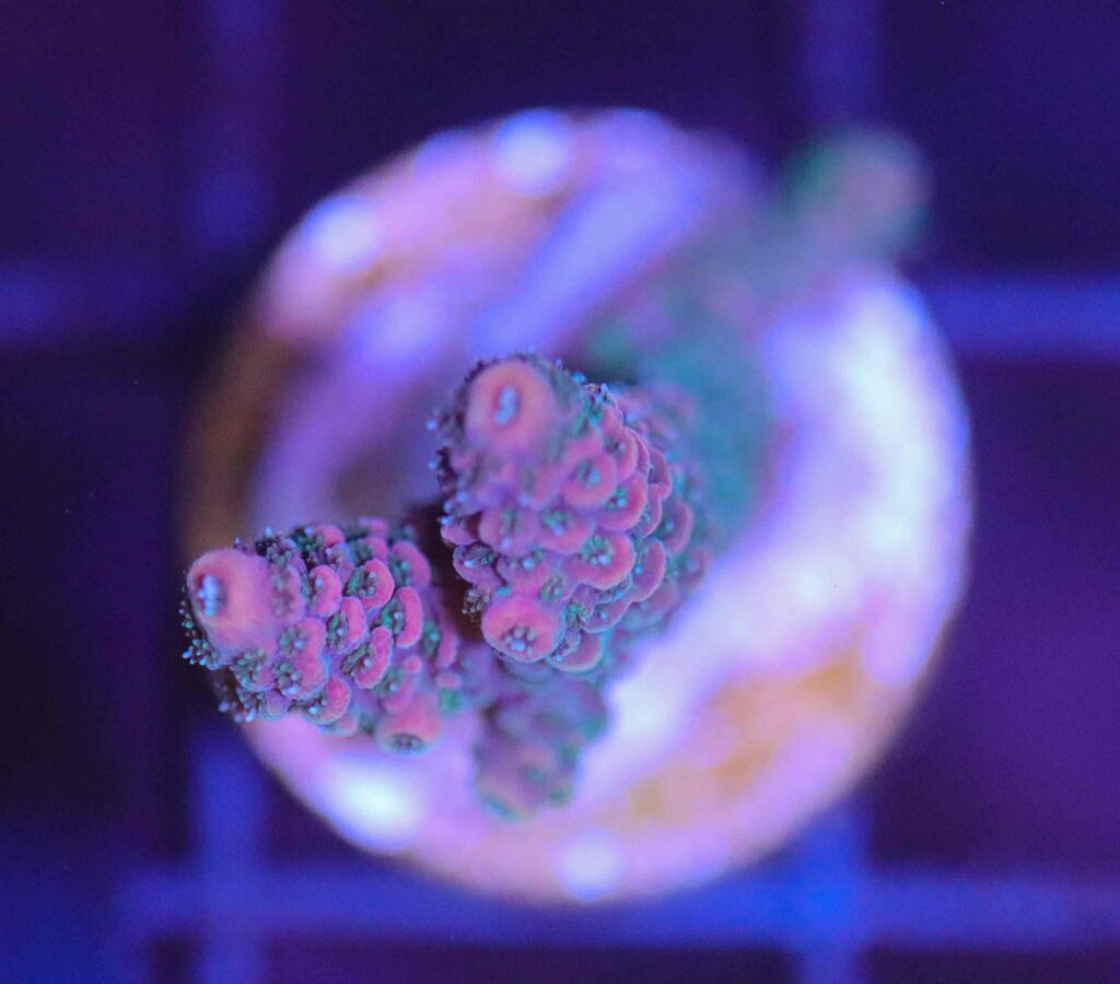 Frag Box Corals