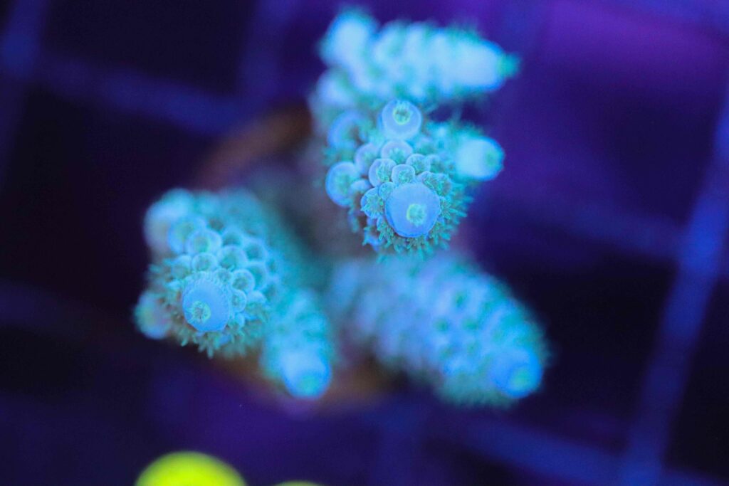 Frag Box Corals