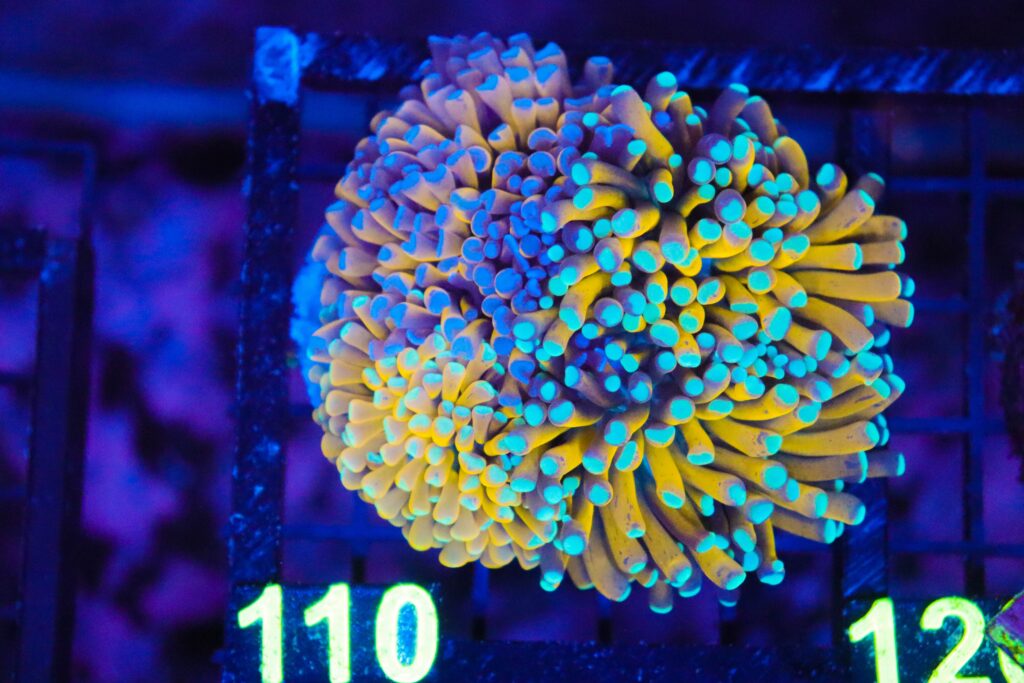 Frag Box Corals
