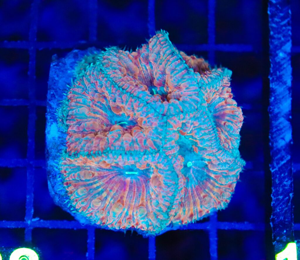 Frag Box Corals