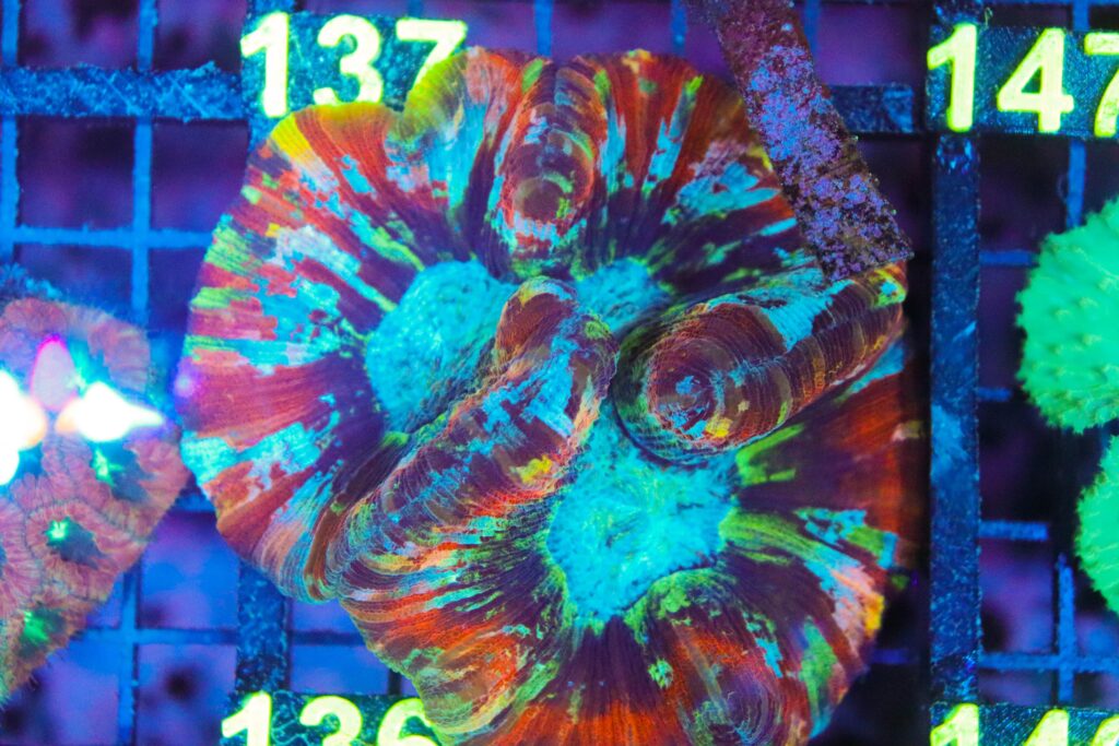 Frag Box Corals