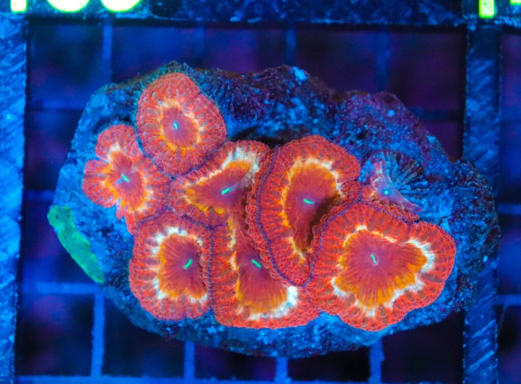 Frag Box Corals