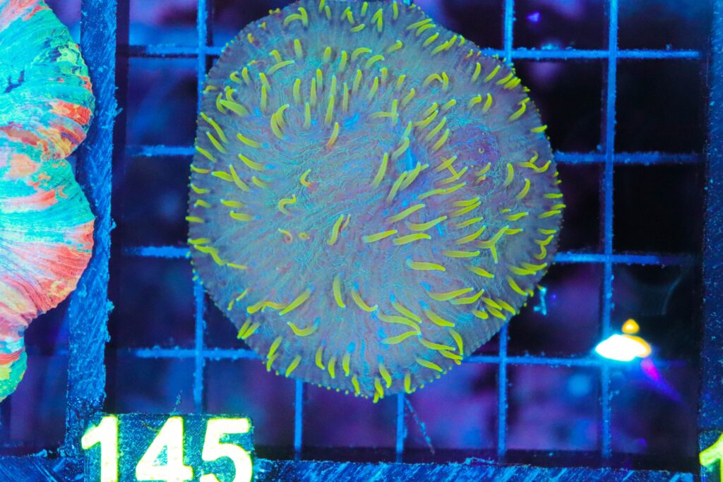 Frag Box Corals