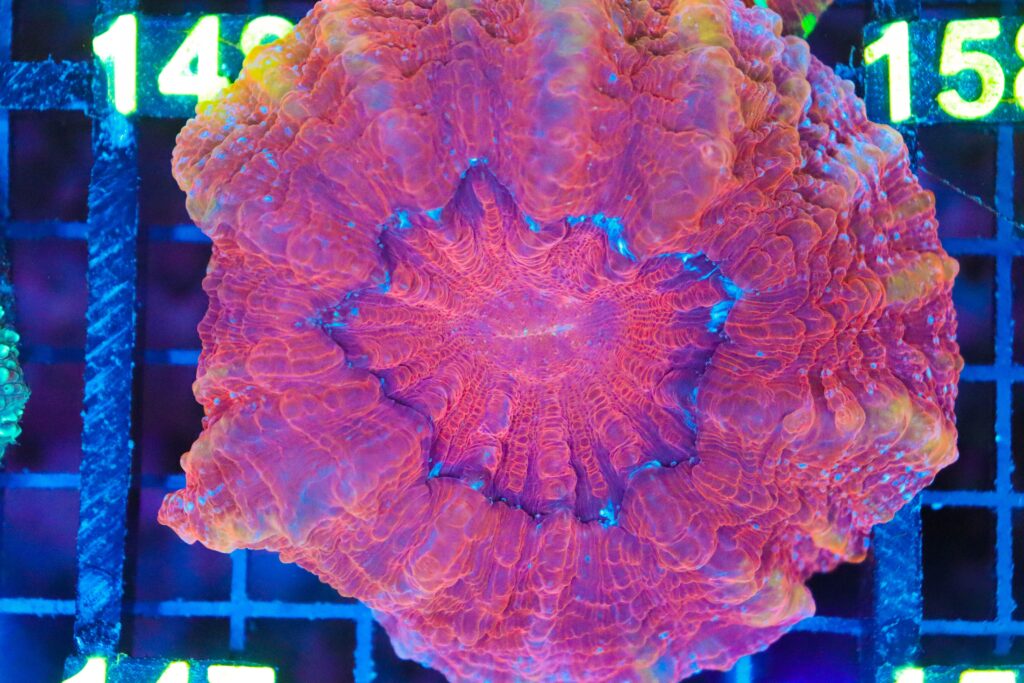 Frag Box Corals