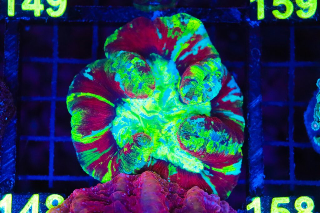 Frag Box Corals