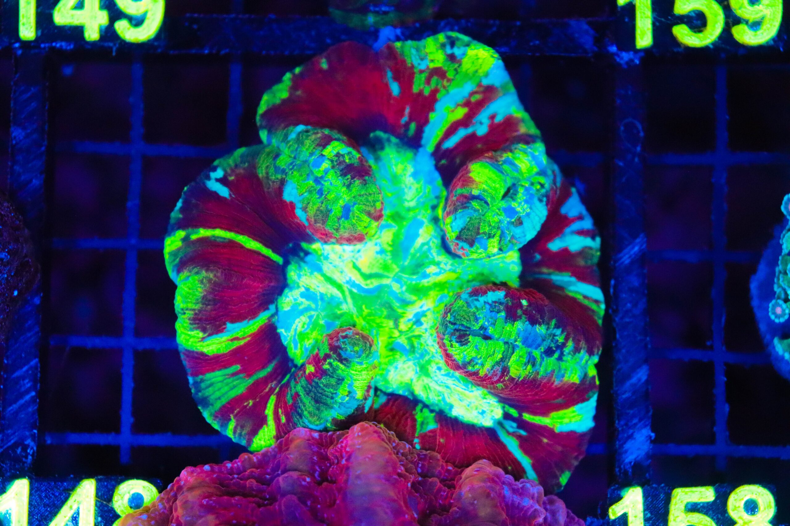 Wysiwyg Open Brain Coral (C148) Frag Box Corals