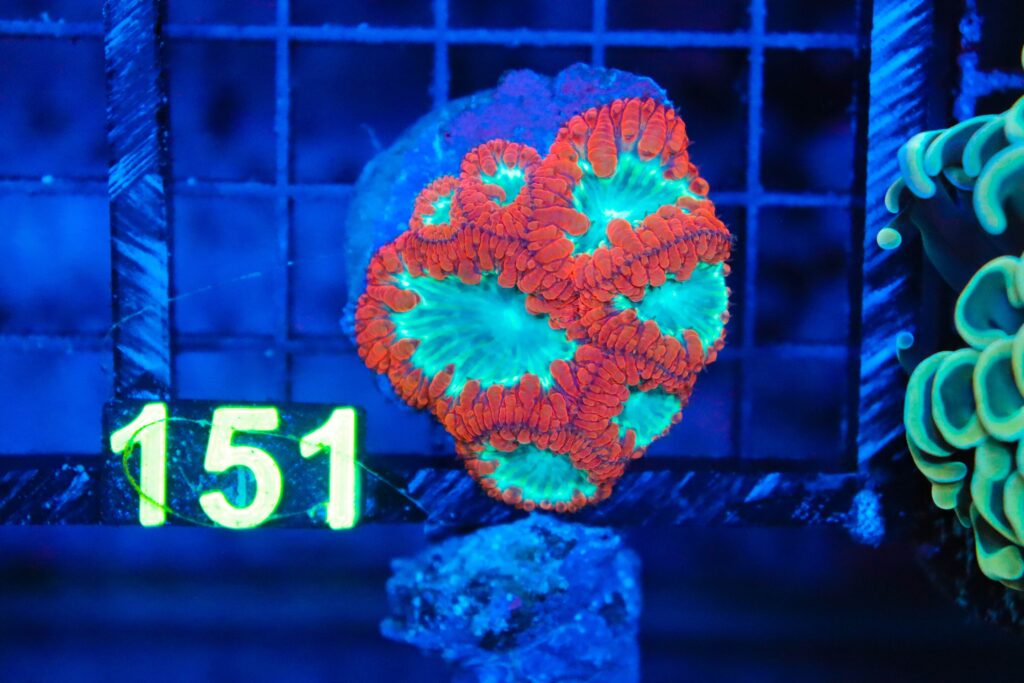 Frag Box Corals