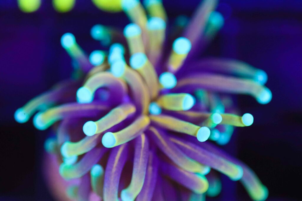 Frag Box Corals