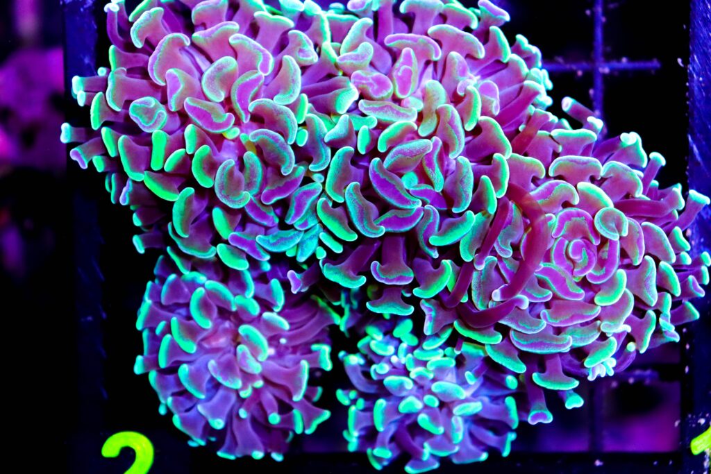 Frag Box Corals