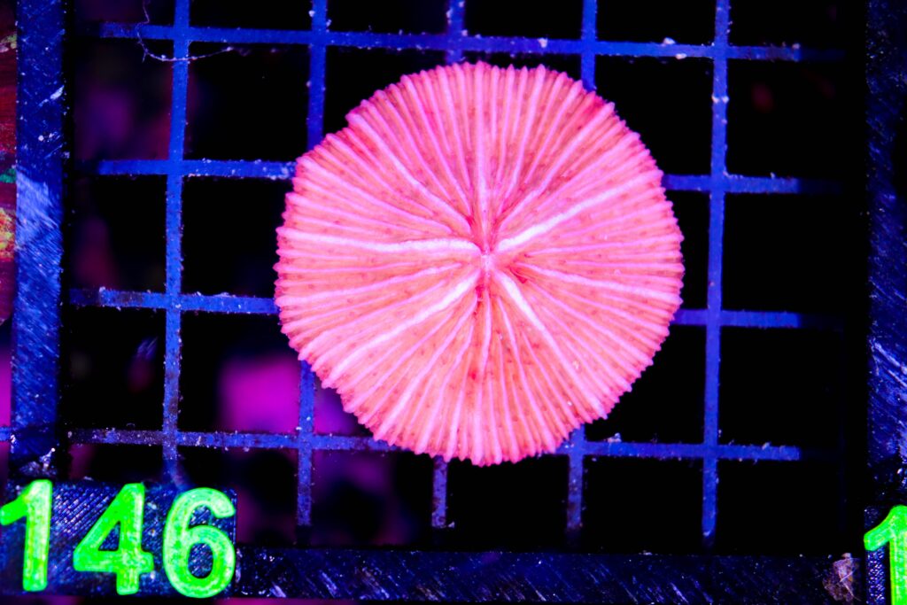 Frag Box Corals