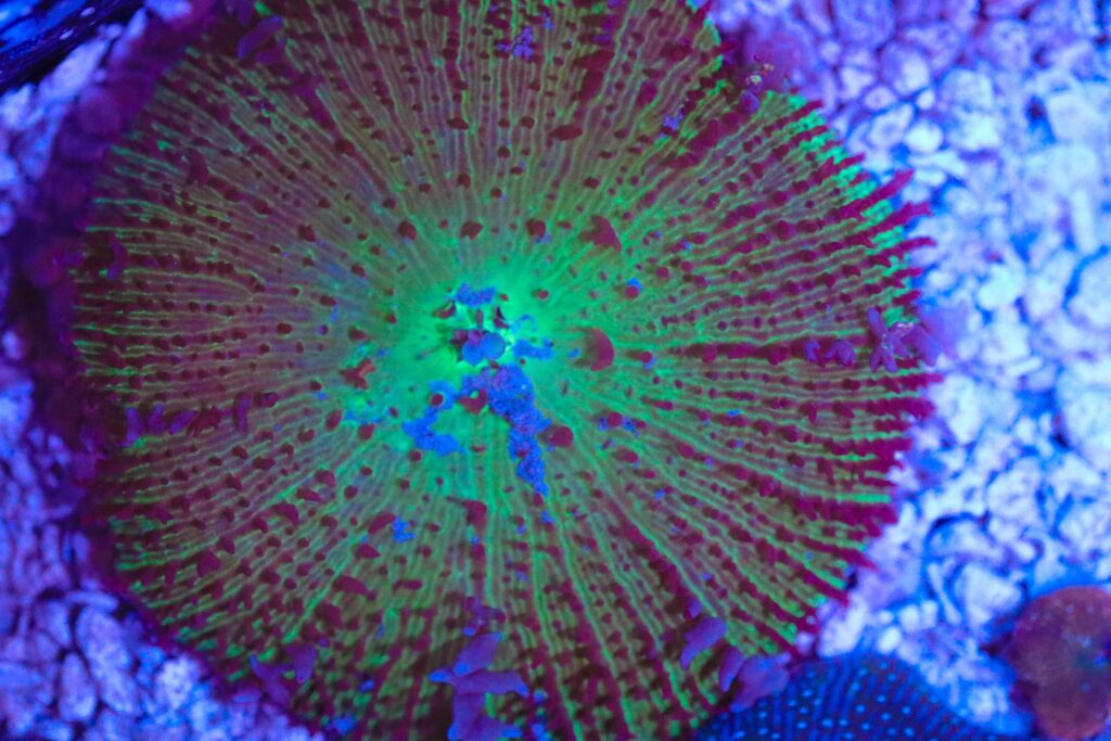 Frag Box Corals