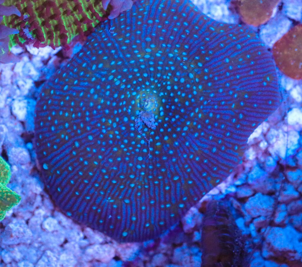 Frag Box Corals