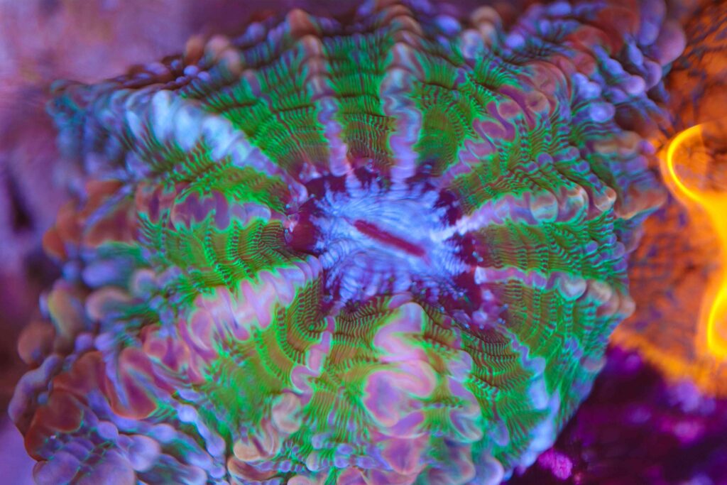 Frag Box Corals