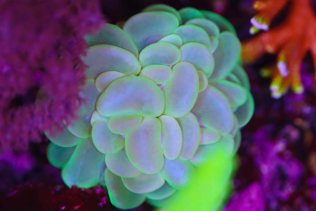 Frag Box Corals
