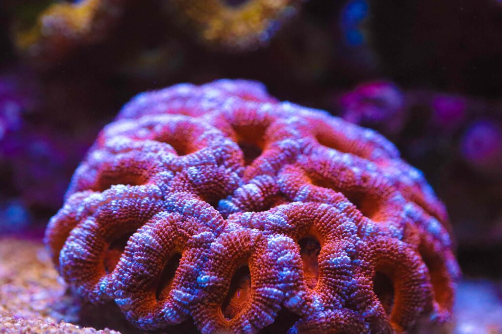 Frag Box Corals