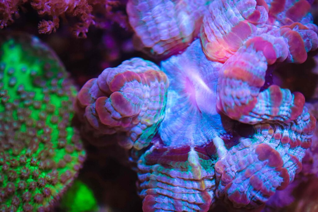 Frag Box Corals