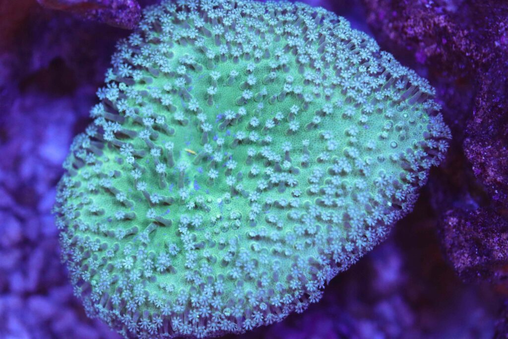 Frag Box Corals
