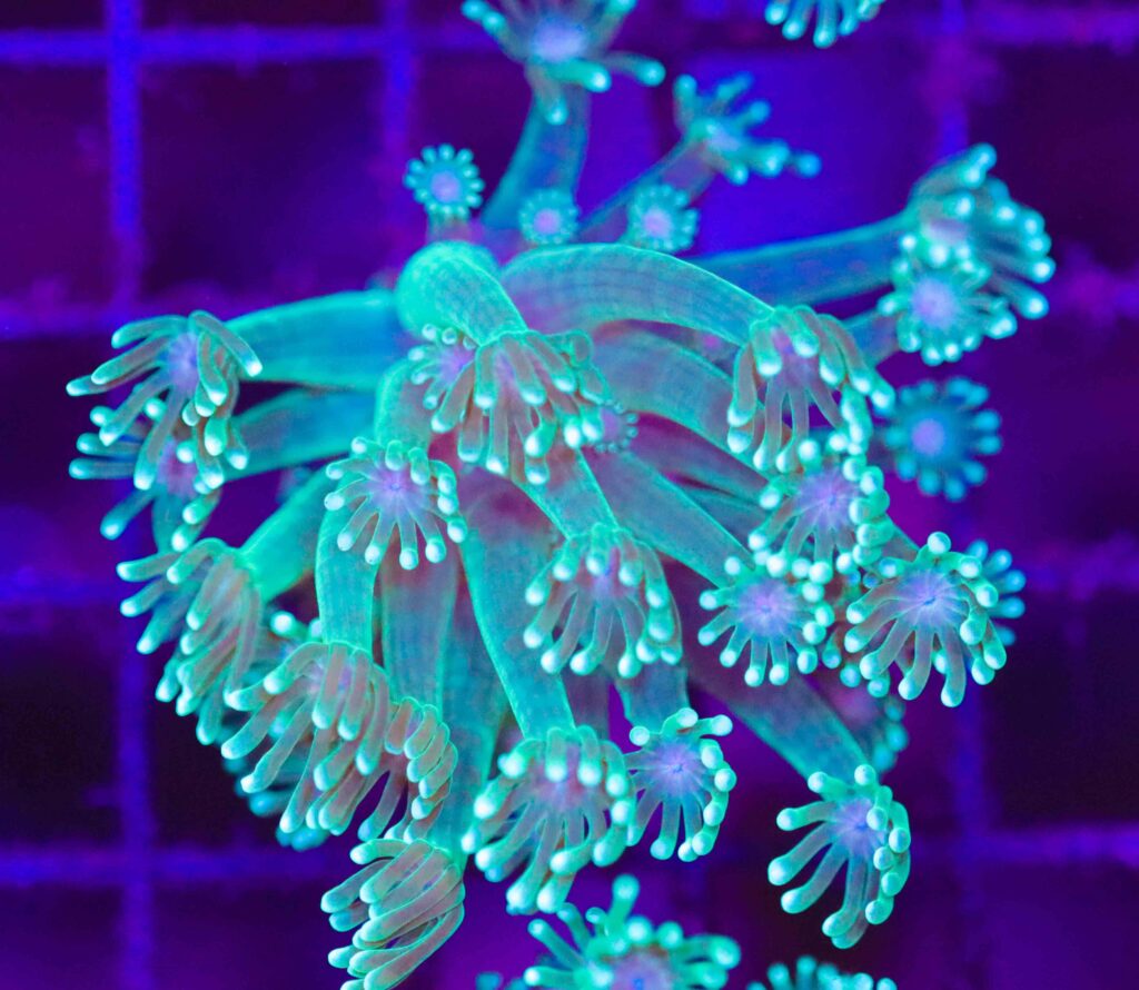 Frag Box Corals