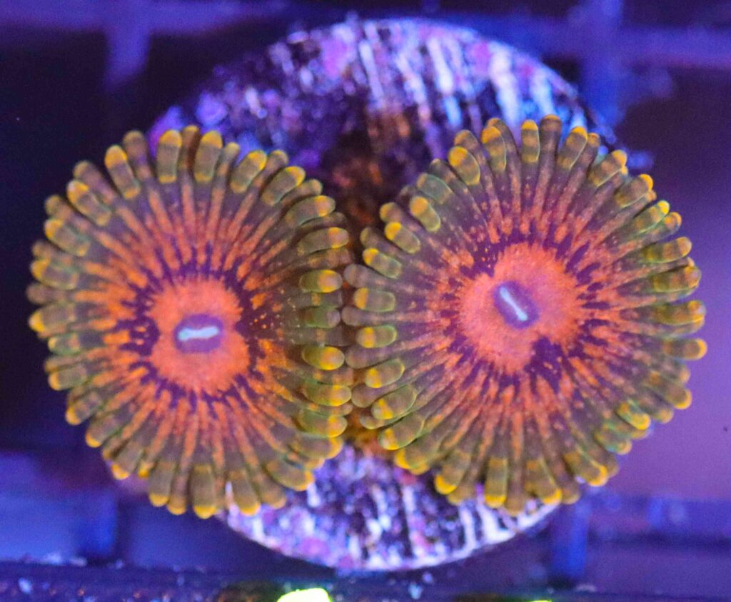 Frag Box Corals