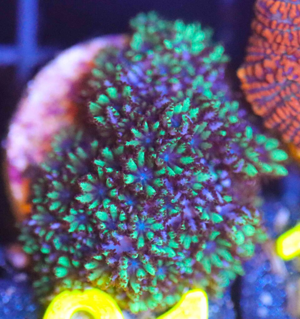 Frag Box Corals