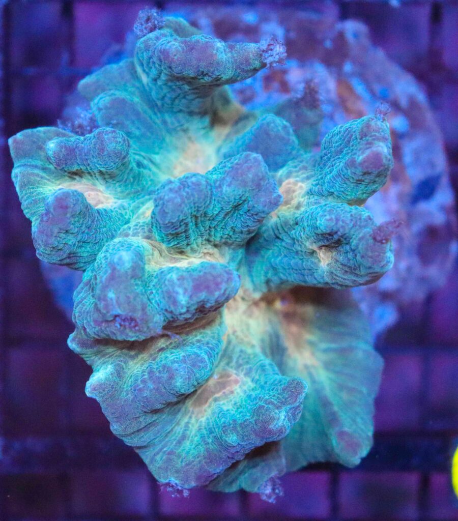Frag Box Corals