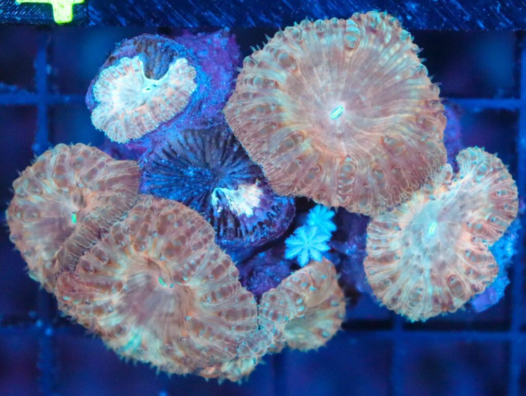 Frag Box Corals